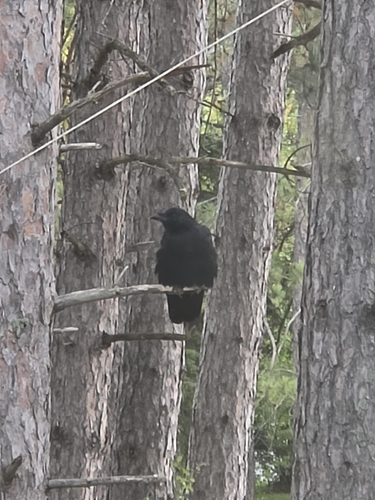 American Crow