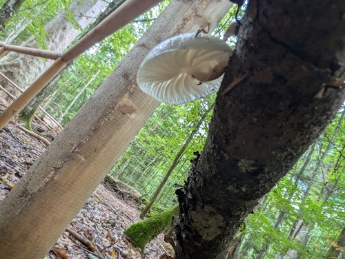 porcelain mushroom