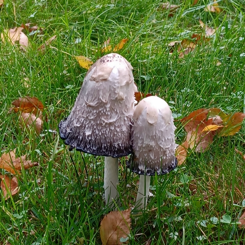 Shaggy Mane