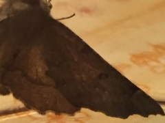 Odontopera bidentata