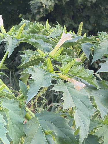 jimsonweed
