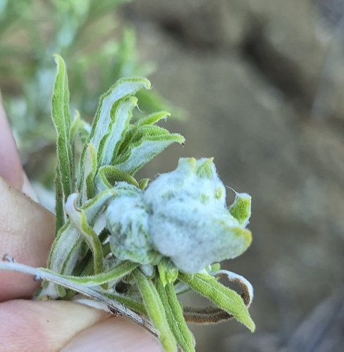 iNaturalist observation photo of Fruit Flies