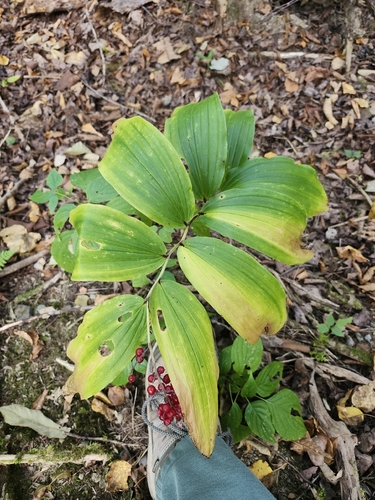 Solomon's plume