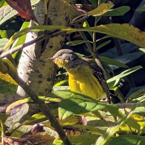 Magnolia Warbler