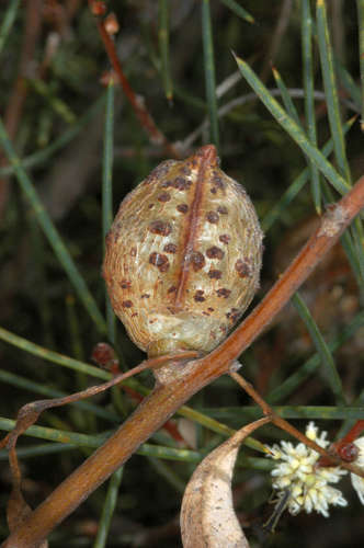 Image of Hakea mitchellii by (c) Chris Lindorff, some rights reserved (CC BY)