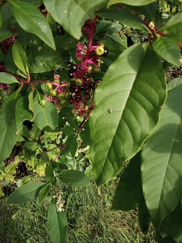 American pokeweed