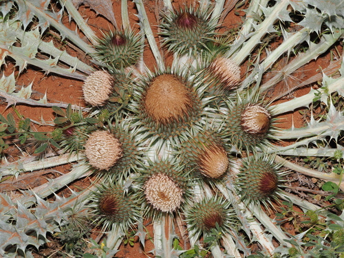 Onopordum acaulon, photograph 2