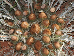 Onopordum acaulon