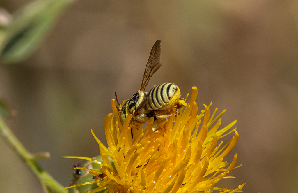 Anthidium rotundum