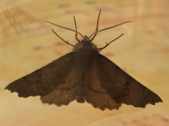 Odontopera bidentata