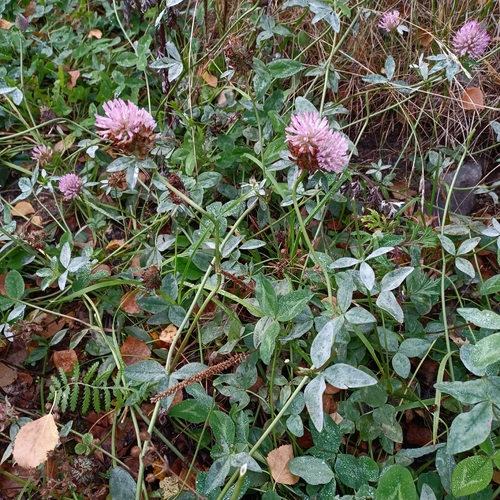Red Clover