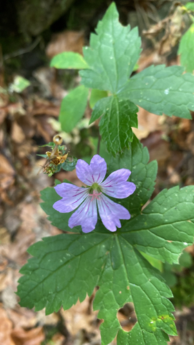Knotted Crane's-bill