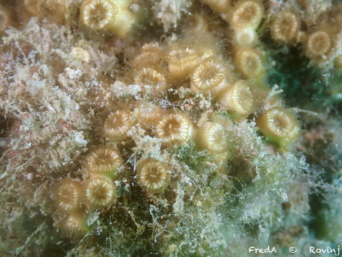 Cushion Coral