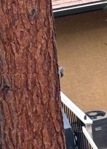 Pygmy Nuthatch