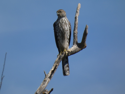 Cooper's Hawk