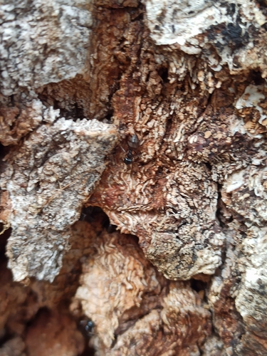 Camponotus fallax