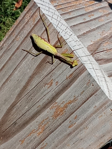 Carolina Mantis