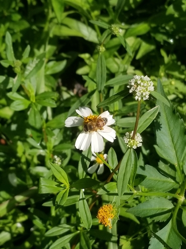 Western Honey Bee