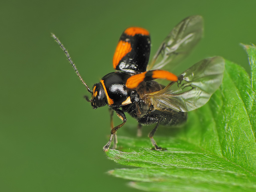 hypericum pot beetle, photo 1 of 8