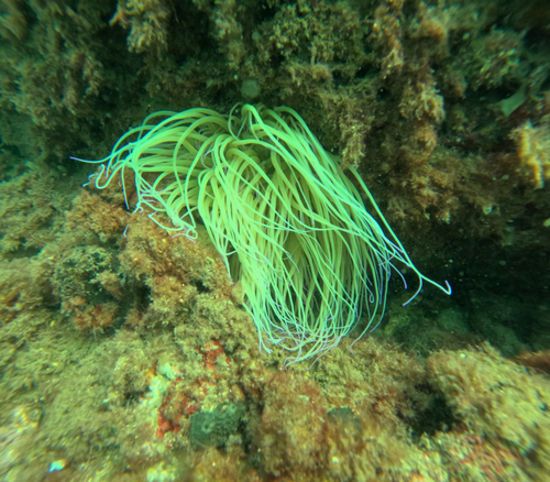 snakelocks anemone