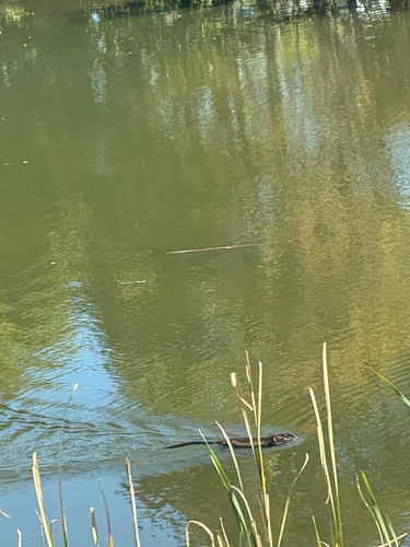 Muskrat