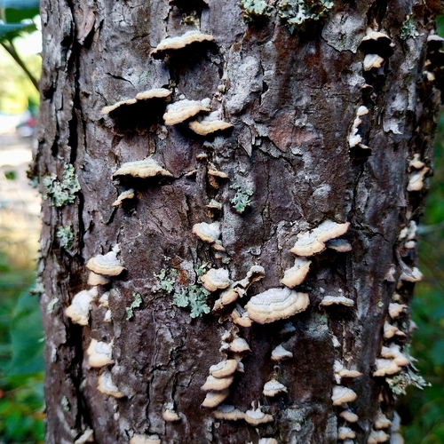 Brown Purplepore Bracket