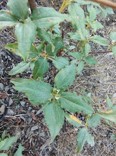 Laurel-leaved Cistus
