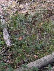 Hypericum hirsutum, photograph author not stated, no rights reserved