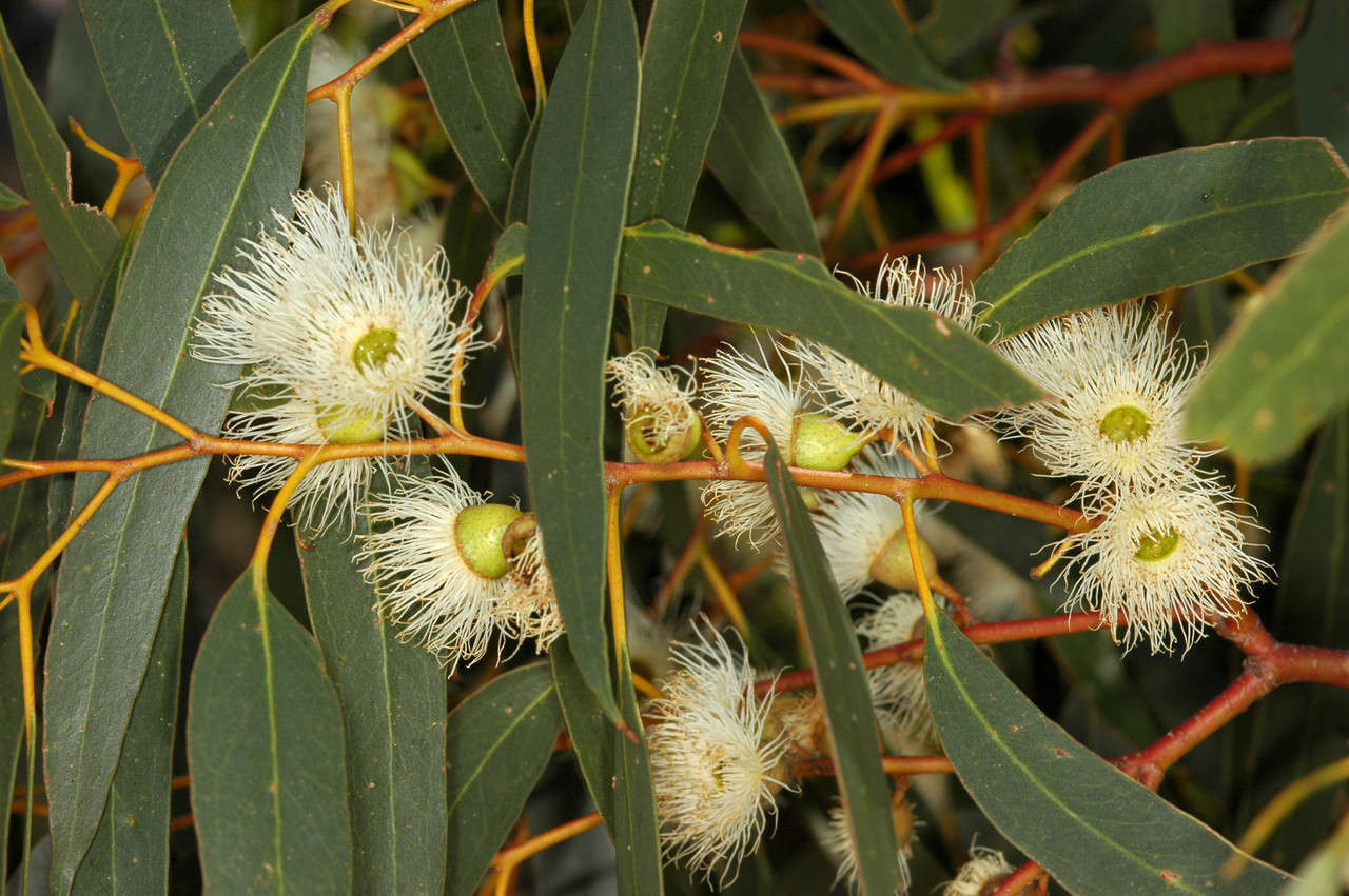 Eucalyptus leucoxylon