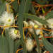 Yellow Gum - Photo (c) Chris Lindorff, some rights reserved (CC BY), uploaded by Chris Lindorff