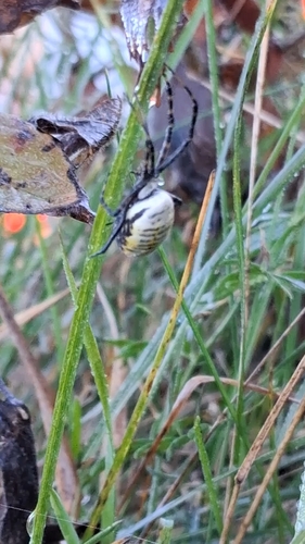 Banded Garden Spider