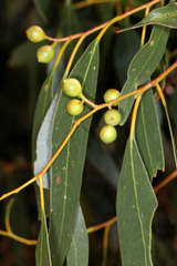 Eucalyptus leucoxylon stephaniae