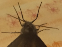 Odontopera bidentata