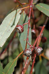 Eucalyptus leucoxylon stephaniae