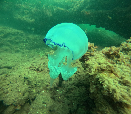 Barrel Jelly