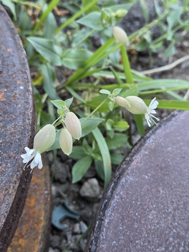 bladder campion