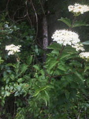Viburnum scabrellum