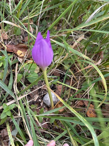Giant Meadow Saffron