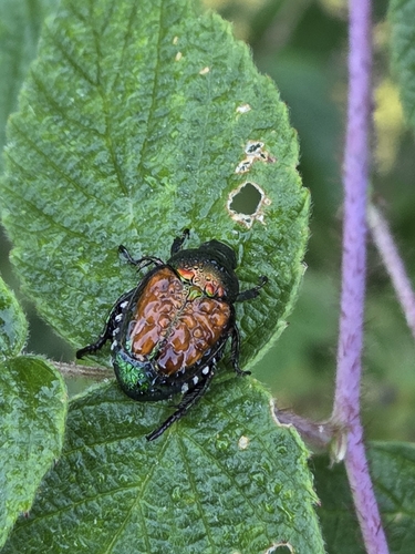 Japanese Beetle