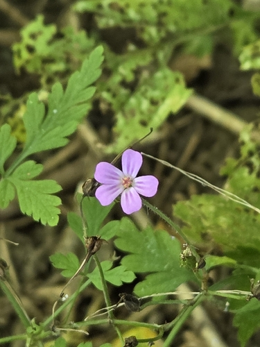 Herb Robert