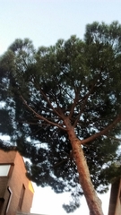 Pinus pinea