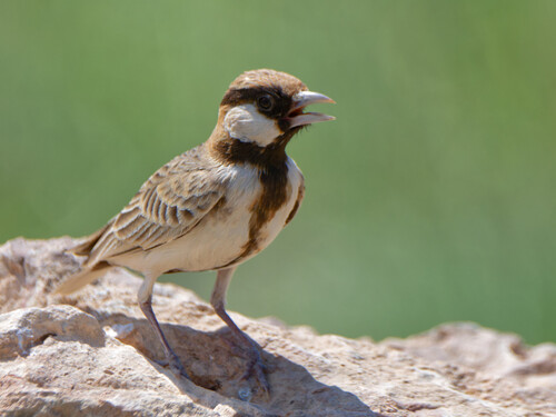 iNaturalist image