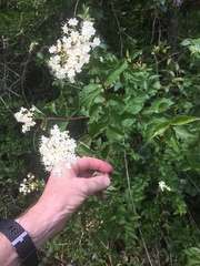 Viburnum scabrellum