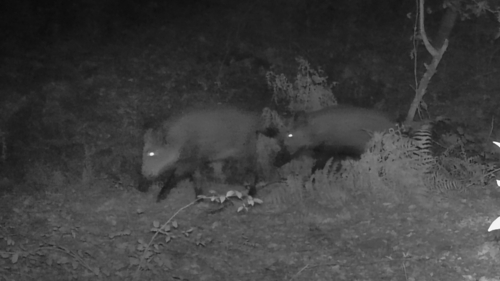 Wild Boar