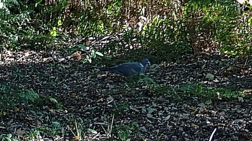 Common Wood-Pigeon