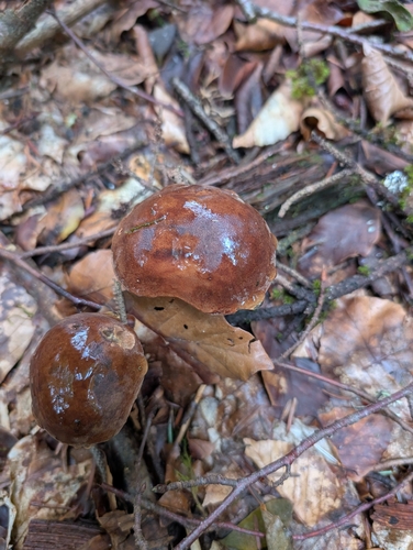 Bay Bolete