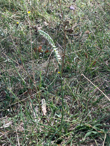 Autumn Ladies' Tresses