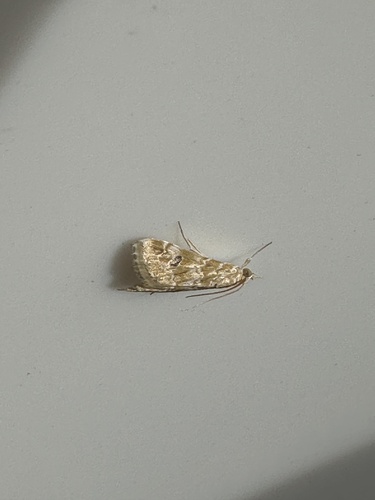 Old World Webworm