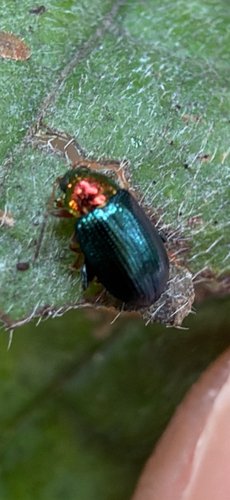 Crepidodera observed 2026-09-24