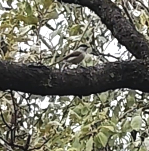 Marsh Tit